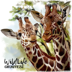 Giraffes by Kajenna