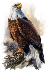 The bald eagle