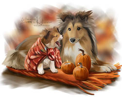 Sheltie