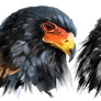 Eagle-buffoon Predator Bird
