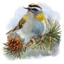 Goldcrest sitting on a spruce branch