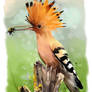 Hoopoe sitting on a tree stump watercolor painting