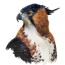 Hawk-eagle
