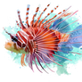 Lionfish