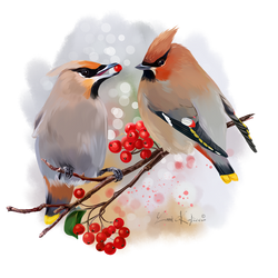 The Waxwing watercolor painting