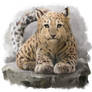 The leopard is lying on a rock