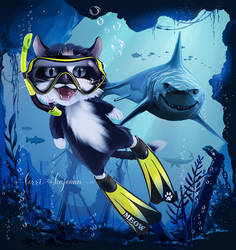 Meow diving