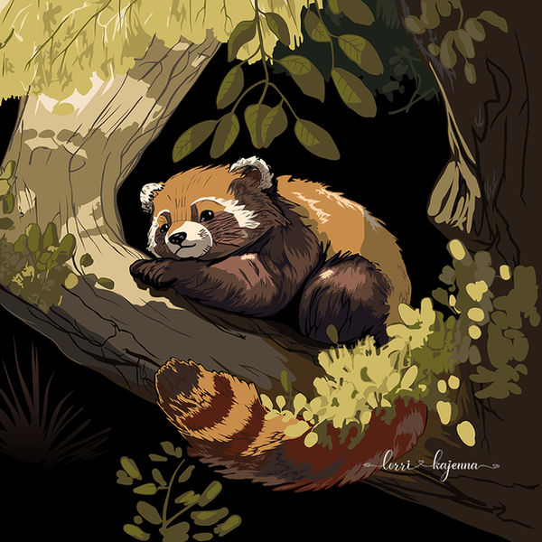 Red panda on branch /Roter Panda auf Ast by JF-Artistry on DeviantArt
