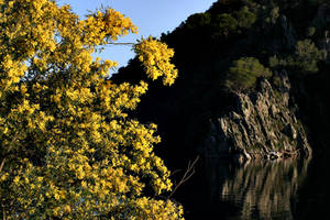 yellow on the rocks