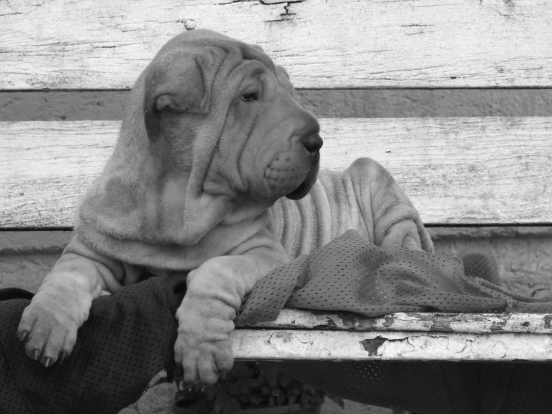 sharpei