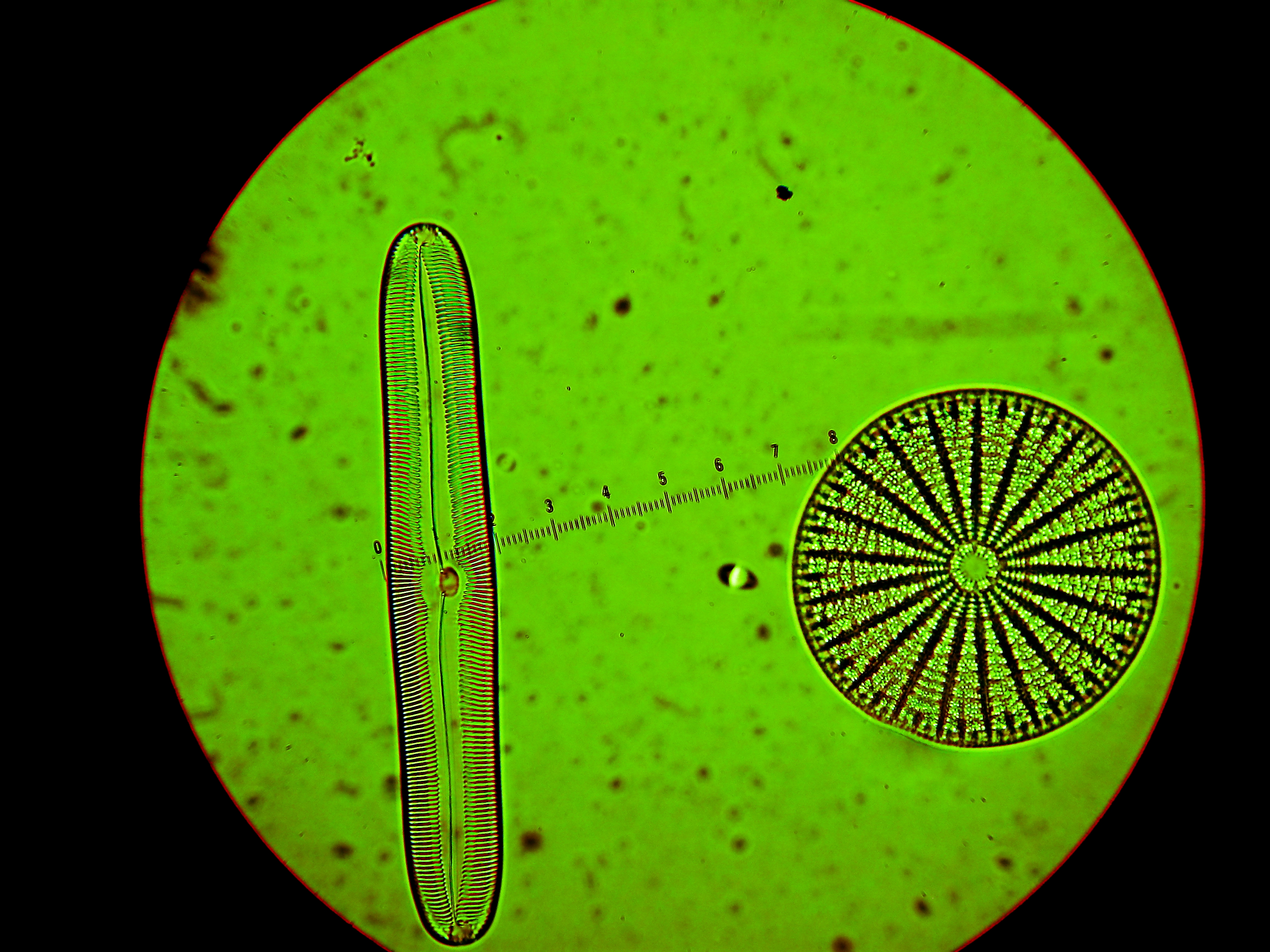 Pennate and Centric Diatoms