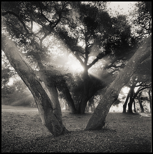 Oak Tree Study 02