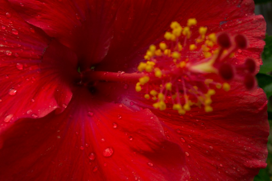 red hibiscus