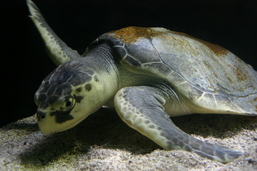 Sea Turtle 2