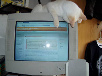 Cat Over Screen -COS-