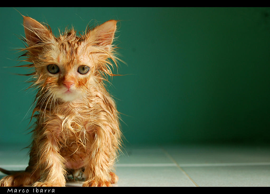 Wet Kitty