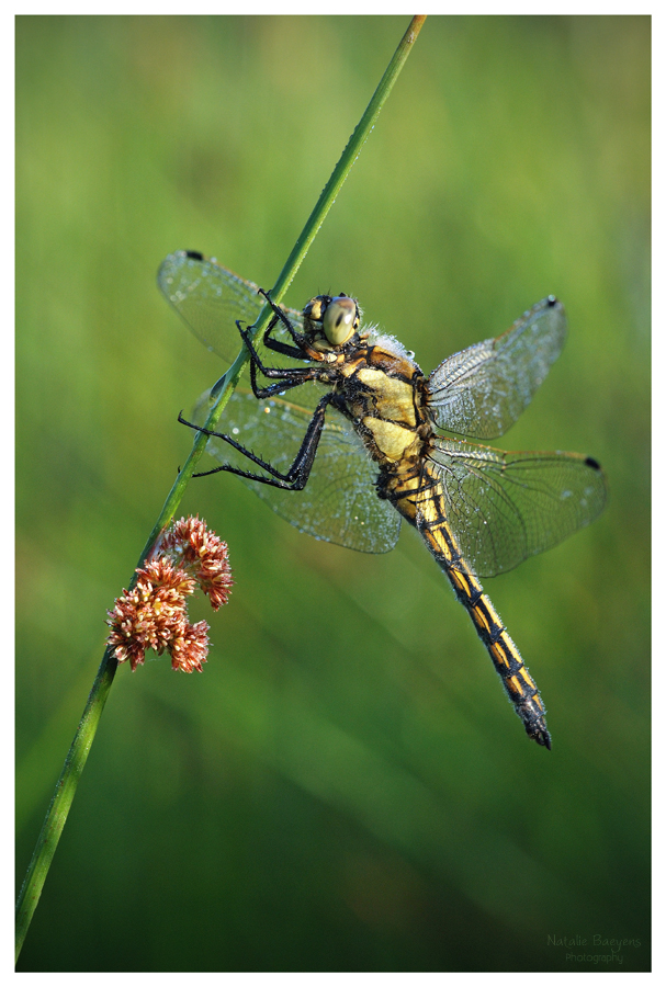 Black-tailed Skimmer