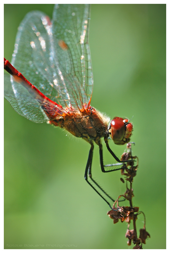 Ruddy Darter II