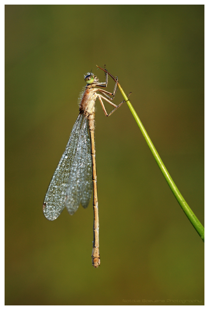 Dewy Damsel