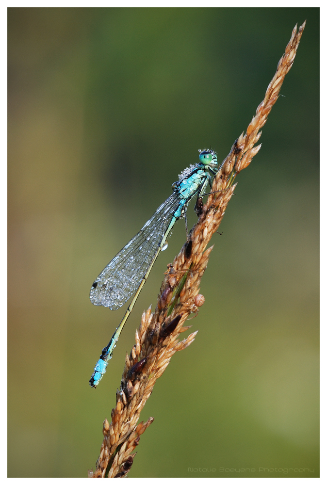 Dewy Damsel II