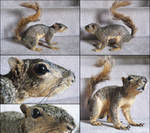 Shady the Squirrel by rcahern