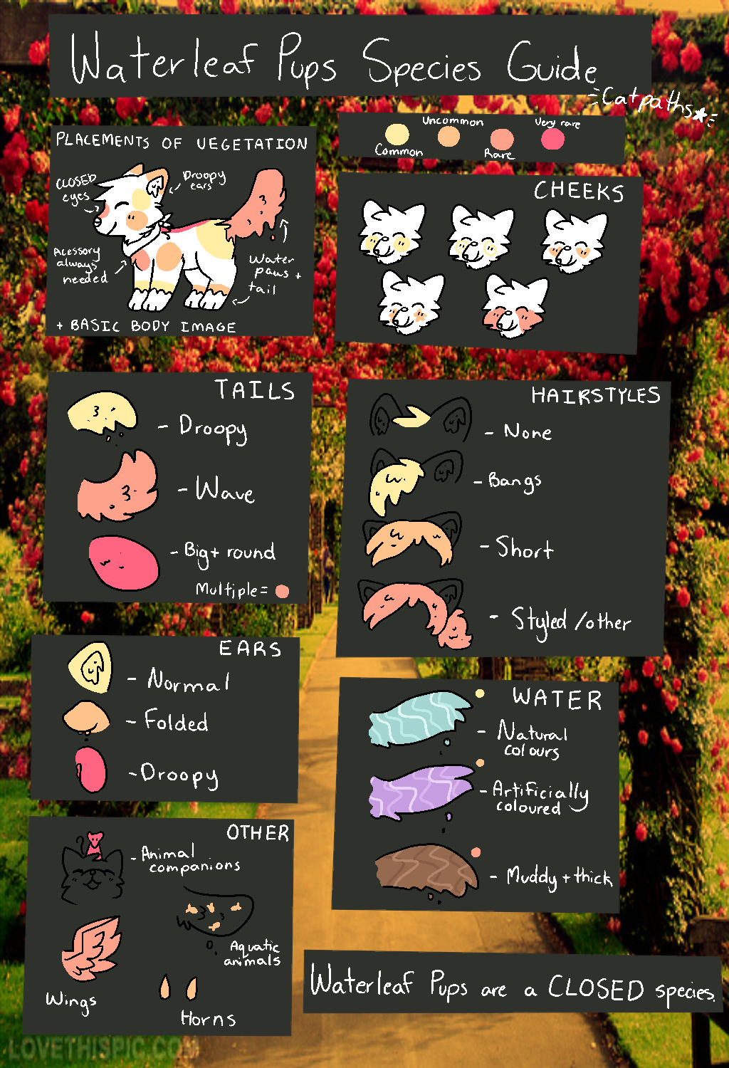 Waterleaf Pups Species Guide