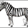 Zebra 1