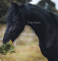 Friesian horse