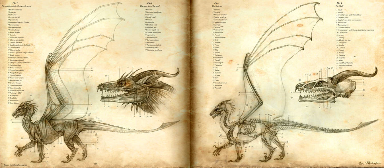 Anatomy of the Western Dragon by KatePfeilschiefter
