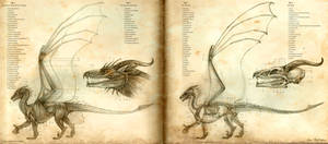 Anatomy of the Western Dragon