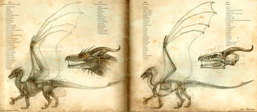 Anatomy of the Western Dragon