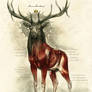 Anatomy of the Deer King