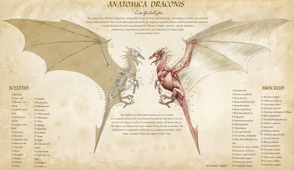 Anatomica Draconis