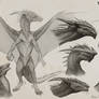 Sapient Dragon Sketches