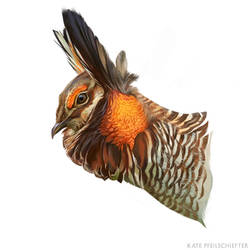 Prairie Chicken