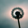 dandelion