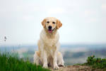 My dog by Roksolana