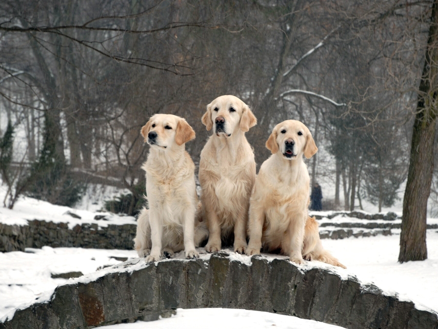 Retrievers