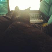 Cat on Keyboard / My Little Furry Bundle Of Joy