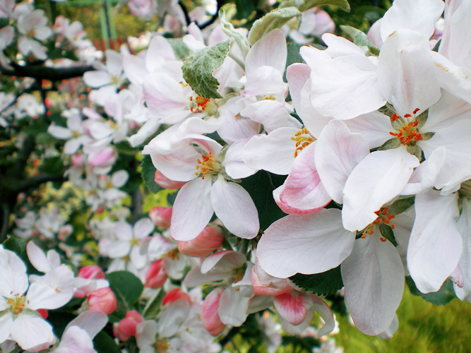 Apple Blossoms