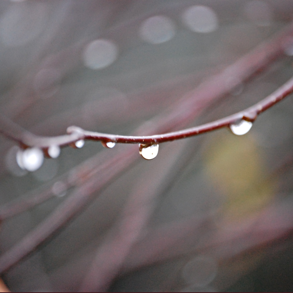 raindrops..