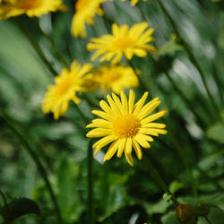 yellow flowers