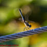 Dragonfly Orton on Wire