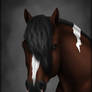 Horse Portrait - Alasdair