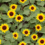 sunflower seamless pattern