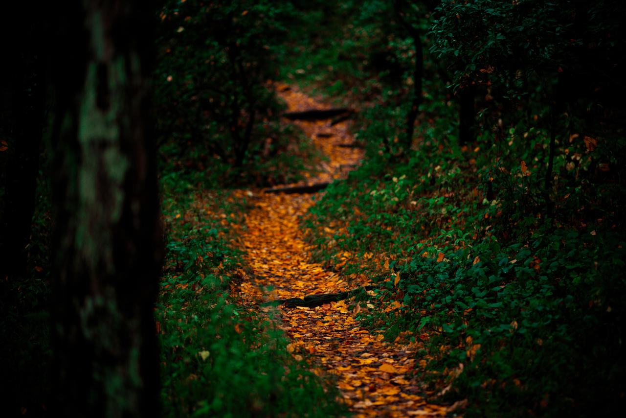 The Golden Path... by TheOutdoorGearReview on DeviantArt