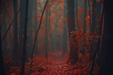 Forest of Fire by AnthonyPresley on DeviantArt