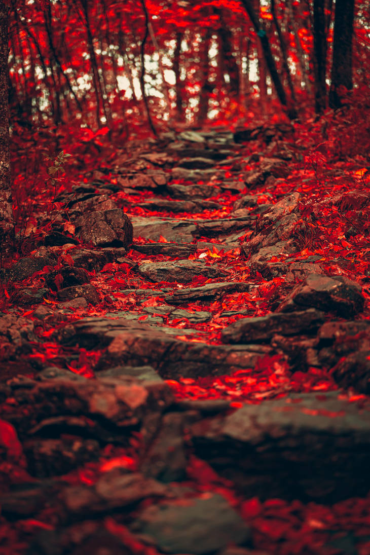 Into the Fire Forest by TheOutdoorGearReview on DeviantArt