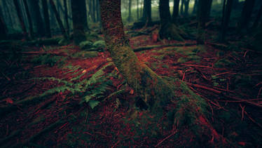 Blood in the Forest