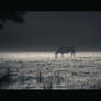 Somewhere in the Fog